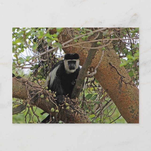 Guereza Postkarte (Vorderseite)