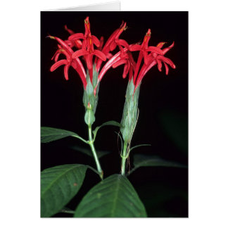 GUIANE FRANÇAISE : Pachystachys coccinea
