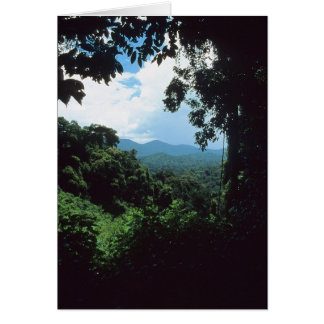 GUIANE FRANÇAISE : Vue sur la forêt pluviale