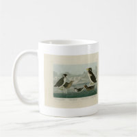 Guillemot und Auks von Audubons Vögeln Amerikas