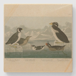 Guillemot und Auks von Audubons Vögeln Amerikas Steinuntersetzer