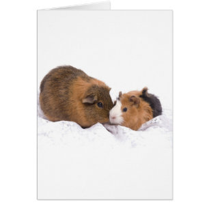 Guinea