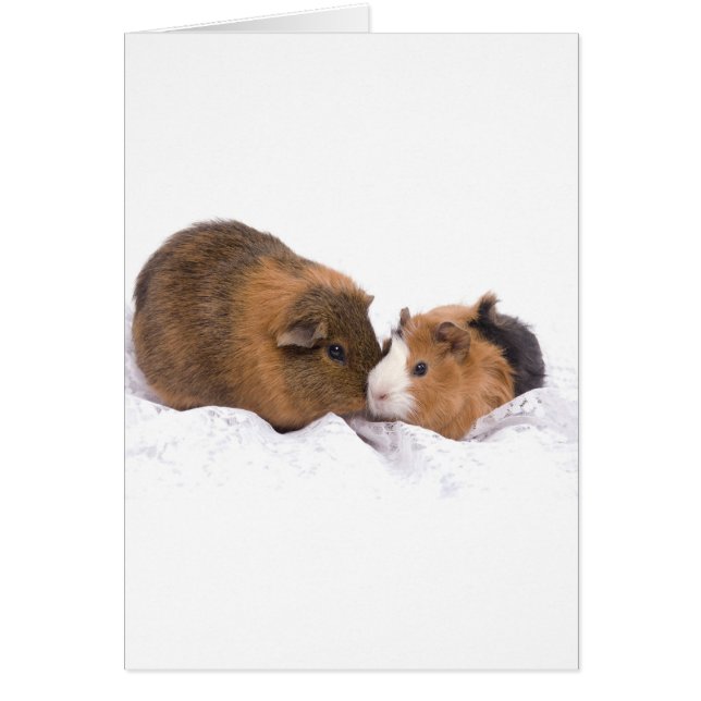 Guinea (Vorne)
