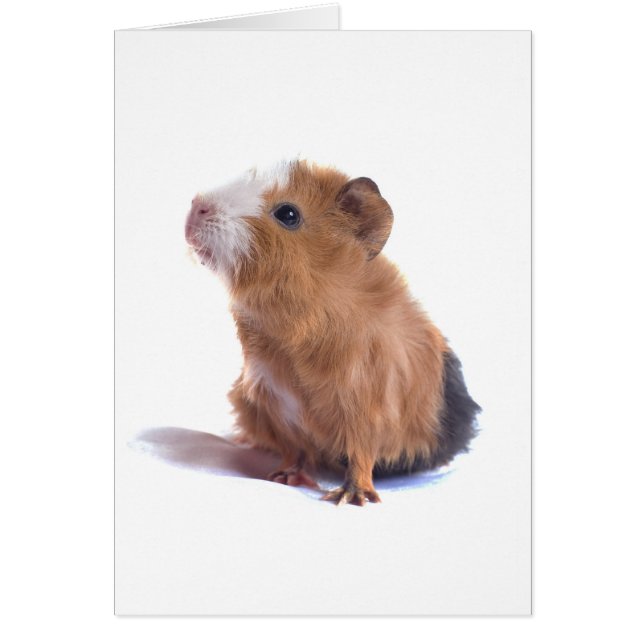 Guinea (Vorne)