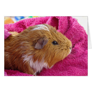 Guinea