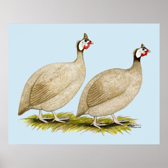 Guinea Buff Dundott Fowl Poster (Vorne)