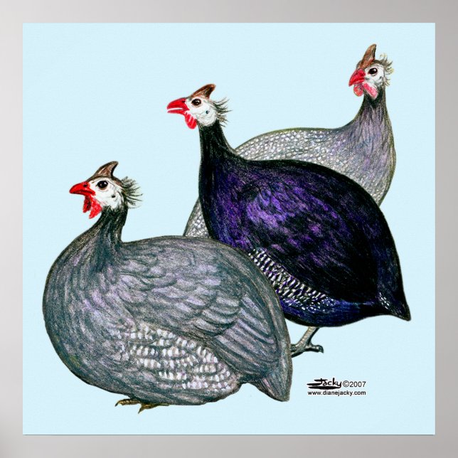 Guinea drei poster (Vorne)