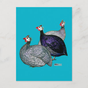 Guinea drei postkarte