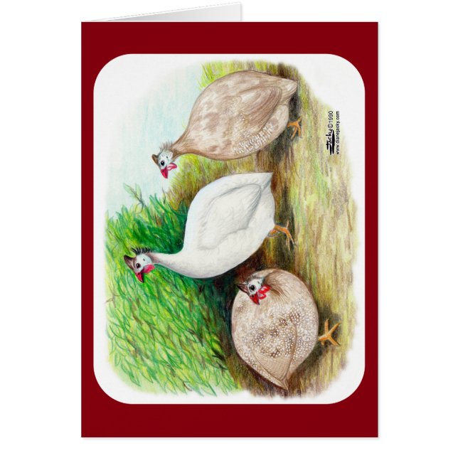 Guinea Fowl Außenbereich (Vorne)