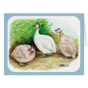 Guinea Fowl Außenbereich