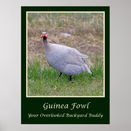 Guinea Fowl Poster