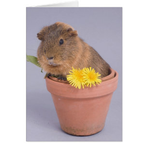 Guinea in einem Blumentopf