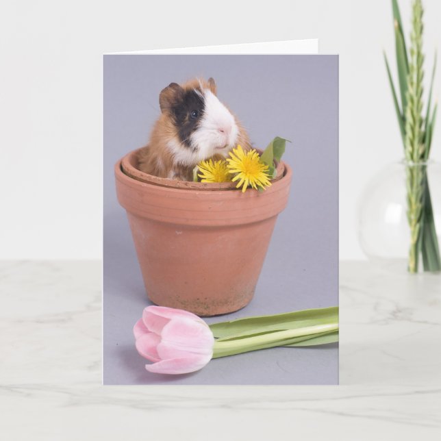 Guinea in einem Blumentopf Karte (Vorderseite)