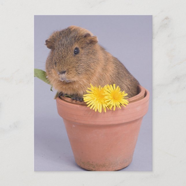 Guinea in einem Blumentopf Postkarte (Vorderseite)