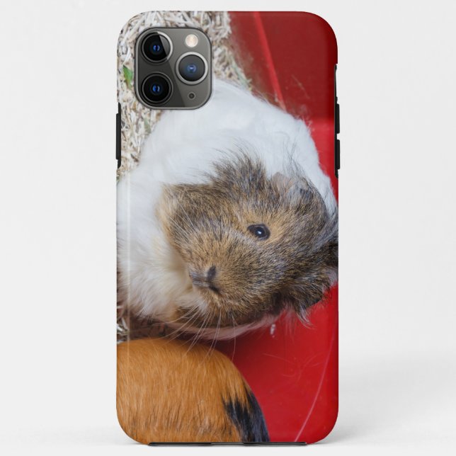 Guinea in Käfigen Case-Mate iPhone Hülle (Rückseite)
