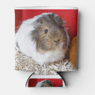 Guinea in Käfigen Dosenkühler