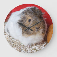 Guinea in Käfigen