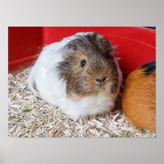 Guinea in Käfigen Poster (Vorne)