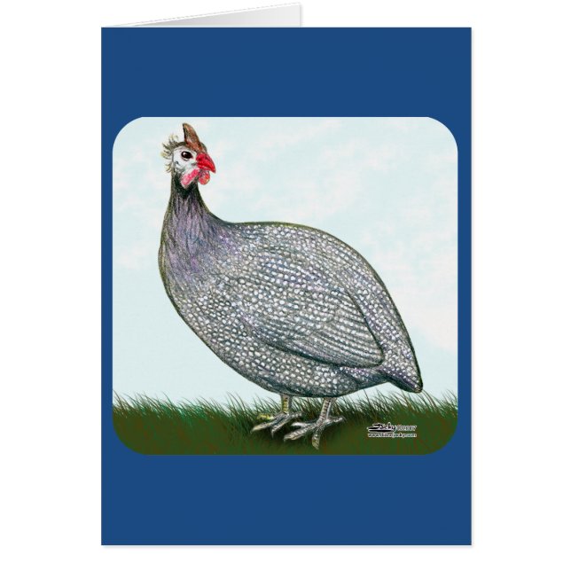 Guinea Lavender (Vorne)