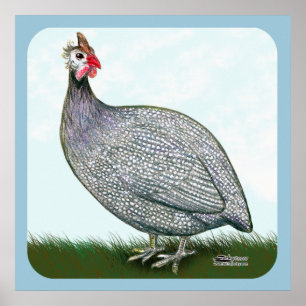 Guinea Lavender Poster