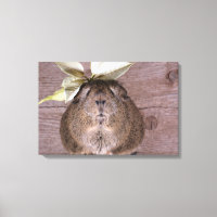 Guinea