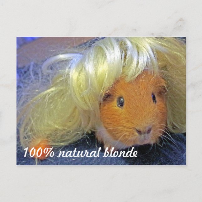 Guinea mit Blondücke Postkarte (Vorderseite)