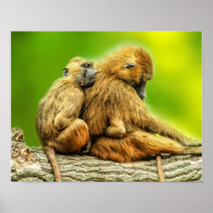 Guinea-Paviane Poster