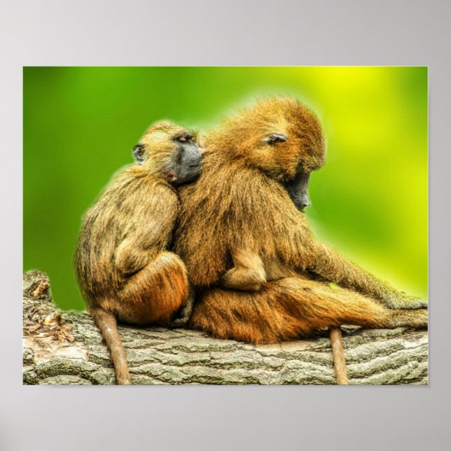 Guinea-Paviane Poster (Vorne)