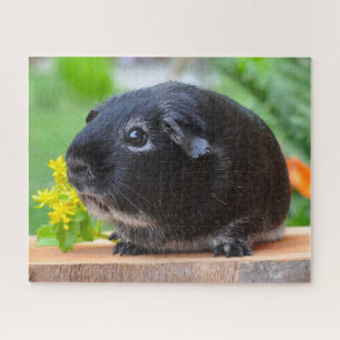 Guinea Pig