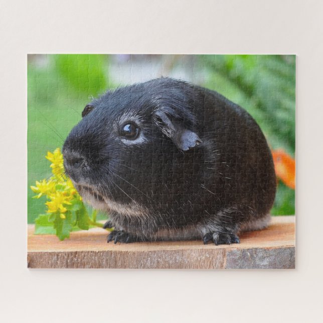 Guinea Pig (Horizontal)