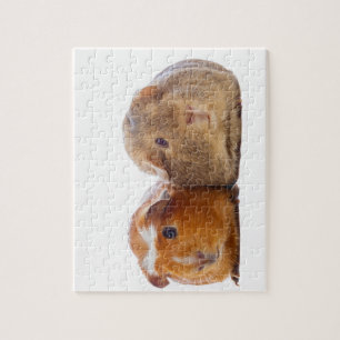 Guinea Pig