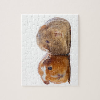 Guinea Pig