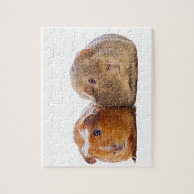 Guinea Pig (Vertikal)
