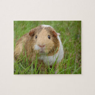 Guinea Pig