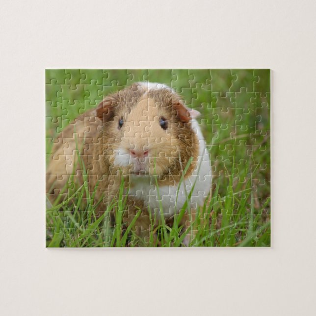 Guinea Pig (Horizontal)