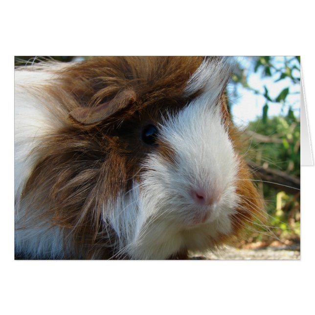 Guinea Pig (Vorderseite (Horizontal))