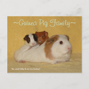 Guinea Pig Familienpostkarte Postkarte
