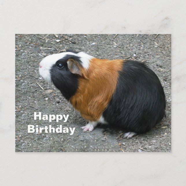 Guinea Pig Foto Geburtstag Postkarte (Vorderseite)