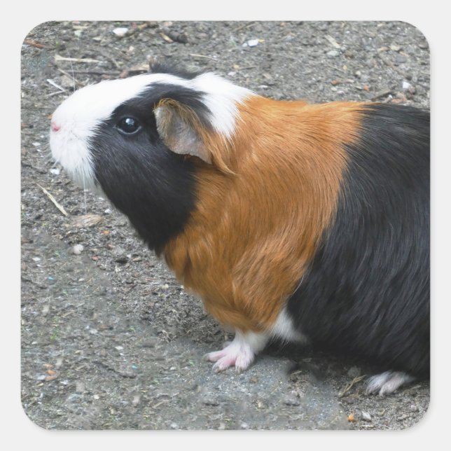 Guinea Pig Foto Quadratischer Aufkleber (Vorderseite)