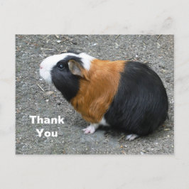 Guinea Pig Foto Vielen Dank Postkarte