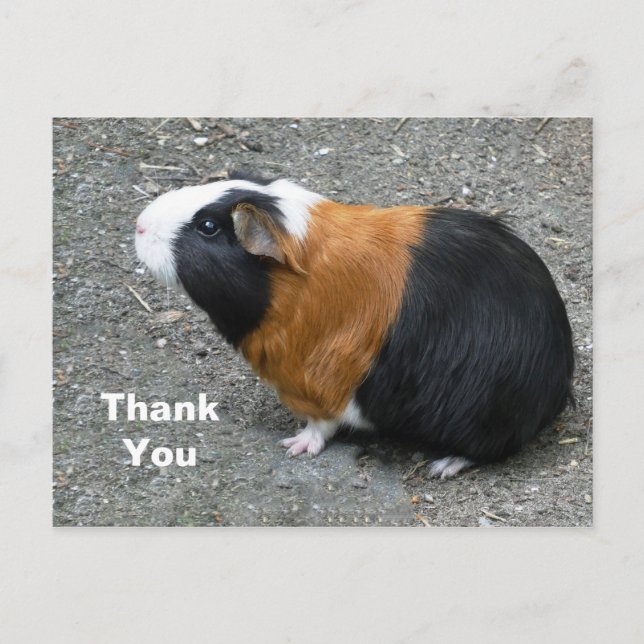 Guinea Pig Foto Vielen Dank Postkarte (Vorderseite)