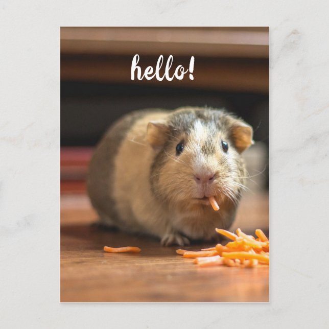 Guinea Pig Funny Hello Postkarte (Vorderseite)