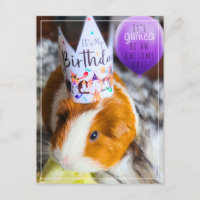 Guinea Pig Geburtstag Postkarte