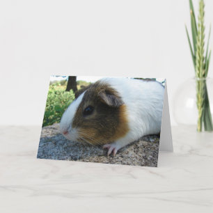 Guinea Pig Karte