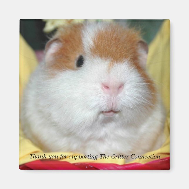 Guinea Pig Magnet #2 (Vorne)