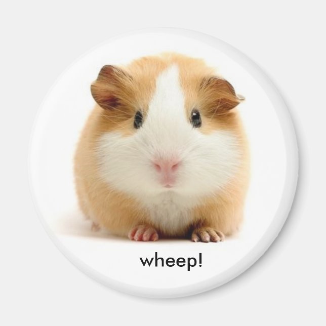 Guinea Pig-Magnet Magnet (Vorne)