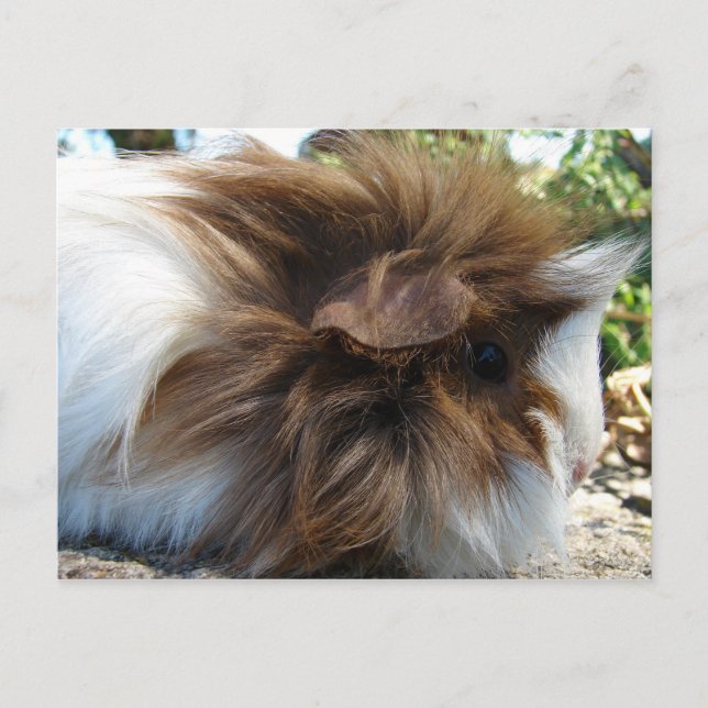 Guinea Pig Postkarte (Vorderseite)