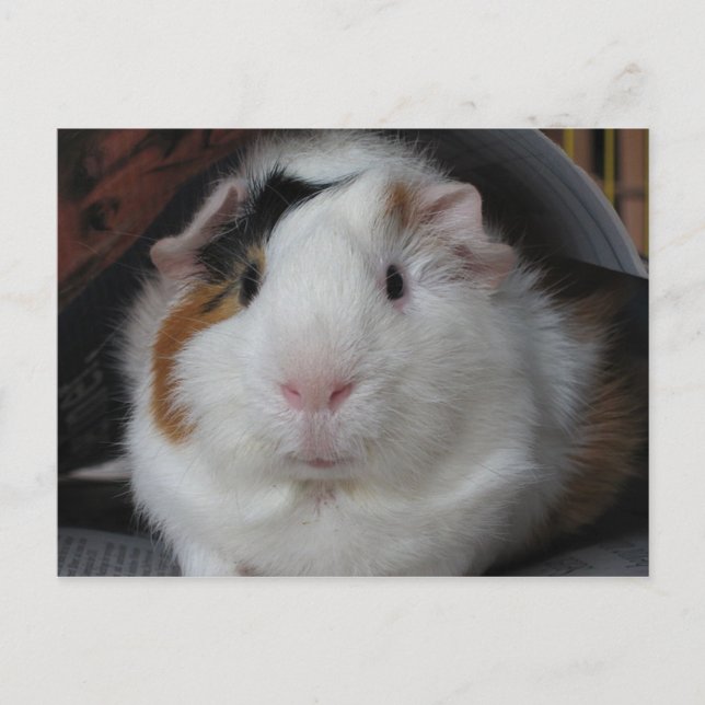 Guinea Pig Postkarte (Vorderseite)