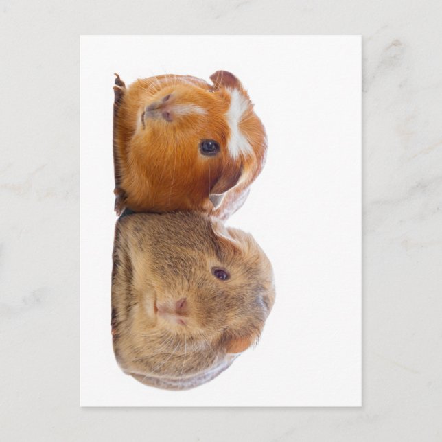 Guinea Pig Postkarte (Vorderseite)