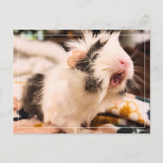 Guinea Pig Postkarte (Vorderseite)